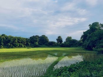 Scenic view of agricultural field against sky