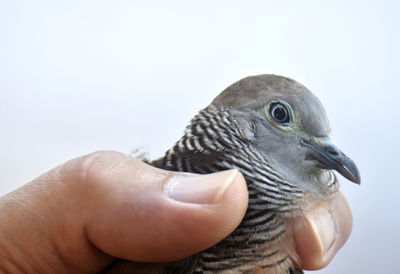 Close-up of hand holding bird