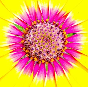 Macro shot of flower