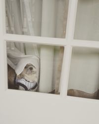 High angle view of dog seen through glass window