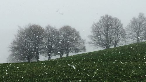 Trees on grassy field