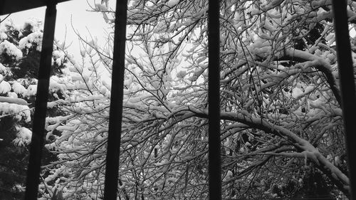 Low angle view of trees against sky