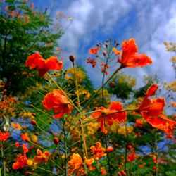 Close-up of red flowering plants against orange sky