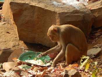 Monkey sitting on rock