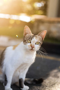 Close-up portrait of a cat