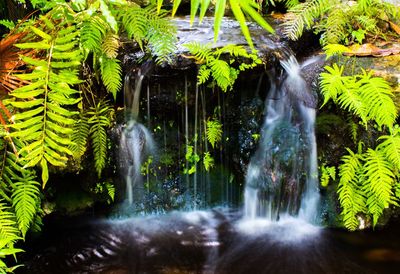 Scenic view of waterfall in forest