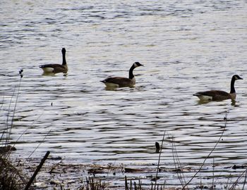 Ducks swimming in lake