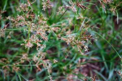 Close-up of flower growing on field