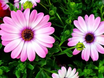Close-up of osteospermum blooming outdoors