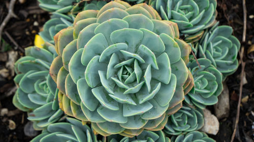 Close-up of succulent plant