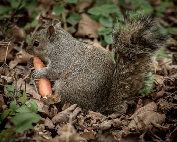 Close-up of squirrel on tree