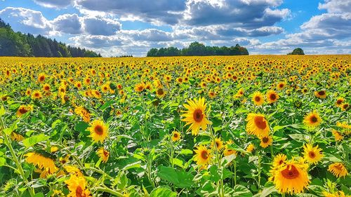 Scenic view of sunflower field against cloudy sky