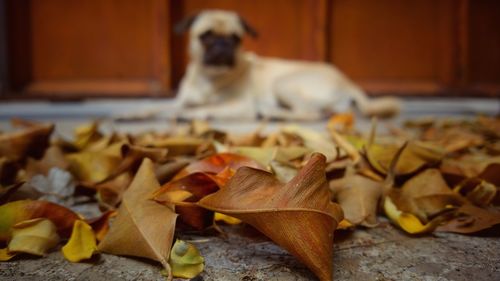 Close-up of dog during autumn