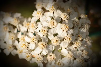 Close-up of white cherry blossoms