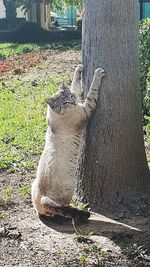View of horse on tree trunk