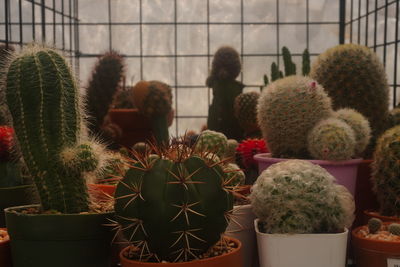 Cactus plants in greenhouse