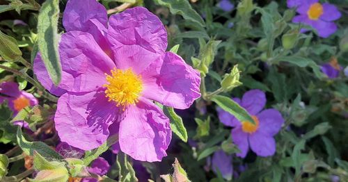 flowering plant