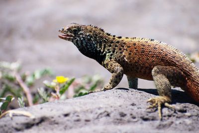 Close-up of lizard on rock