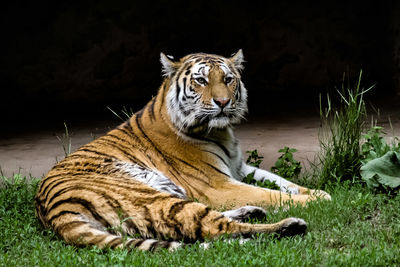 View of a cat resting in a zoo