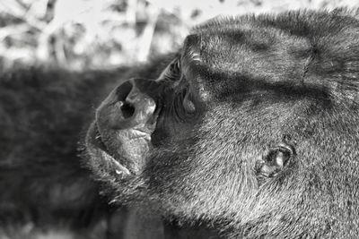 High angle view of gorilla at zoo