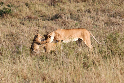 Lioness running on field