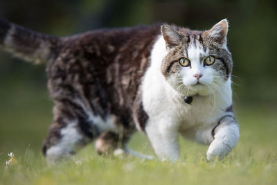Close-up portrait of cat