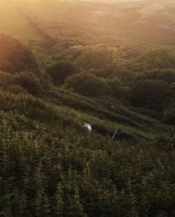 Scenic view of landscape