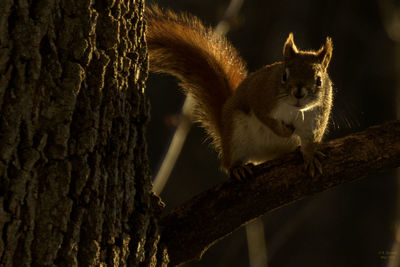 Close-up of squirrel sitting on tree