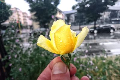 Close-up of hand holding yellow flower