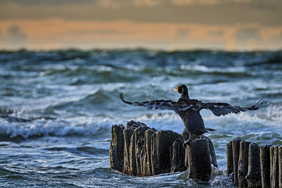 Bird flying over sea