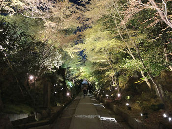 Rear view of people walking on footpath amidst trees