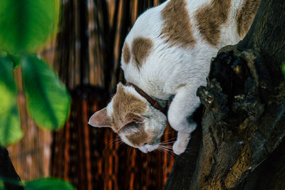 Close-up of a cat sleeping on a tree