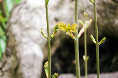 Close-up of plant