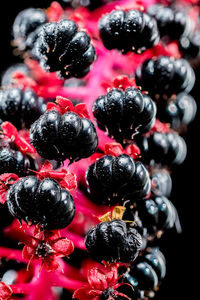 blackberry