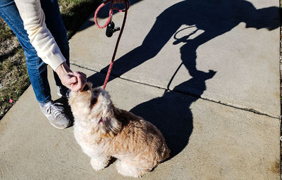 Low section of person with dog