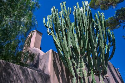 Low angle view of cactus plant against building