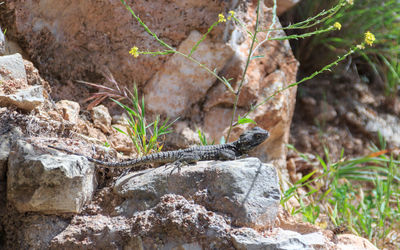 Close-up of lizard on rock