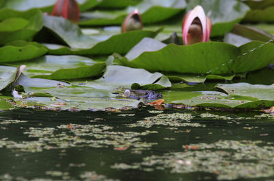 Frog perching in pond on lily pad,croaks and makes a water fountain