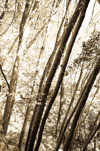 Low angle view of bare trees against sky