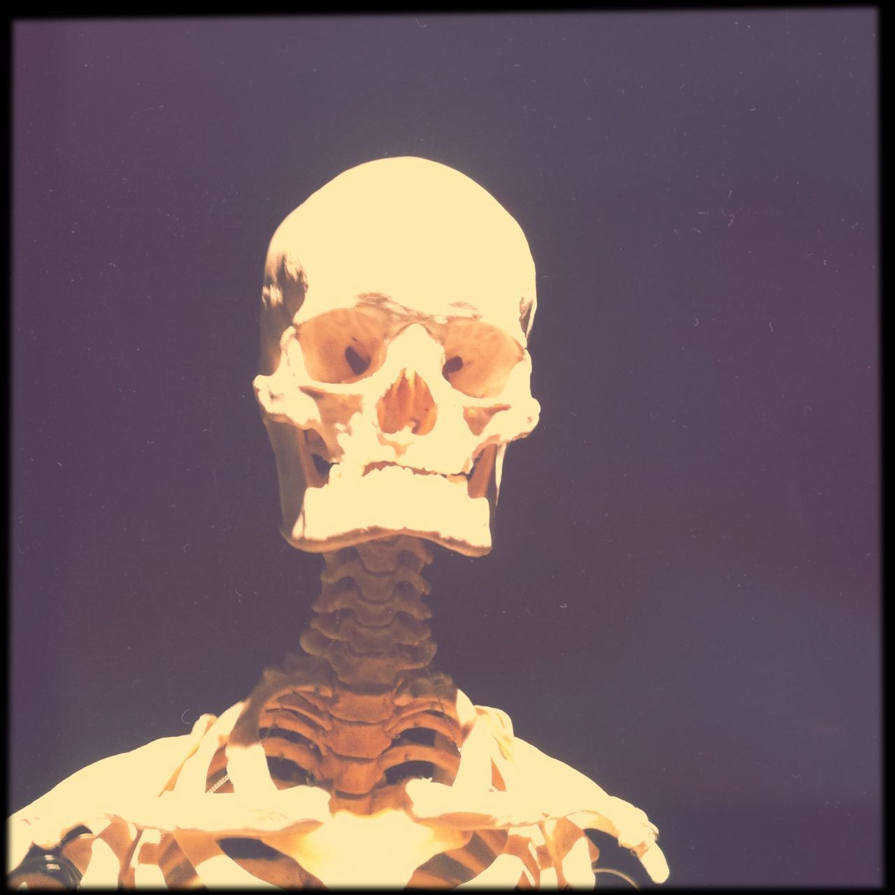 Close-up of skeleton against black background