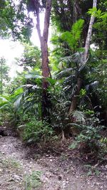 Trees in forest