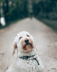 Portrait of dog on road