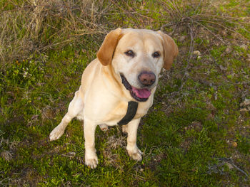 Portrait of dog on grass