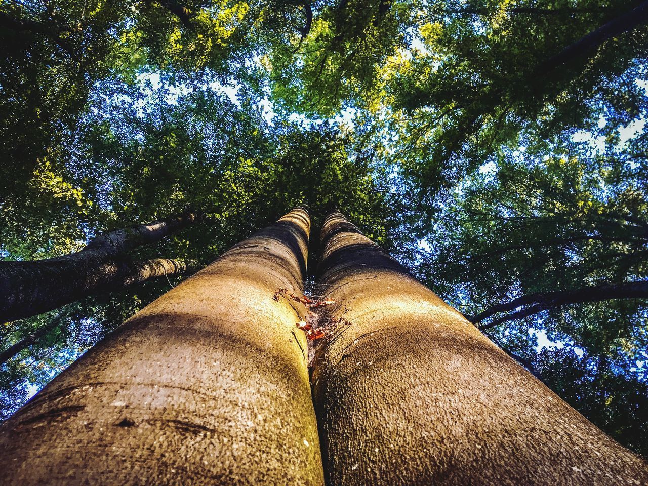 LOW SECTION OF PERSON WEARING SHOES ON TREE