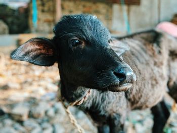 Close-up of calf