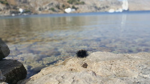 Close-up of lizard on rock at sea shore