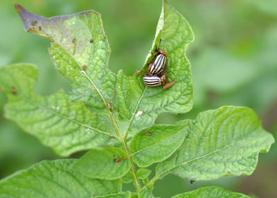 Close-up of insect on leaf