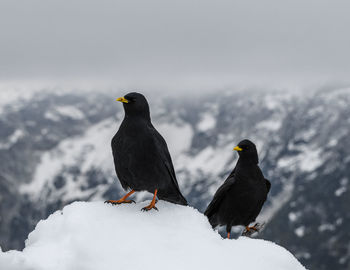 Two black birds, alpine choughs standing on snow in mountains in winter