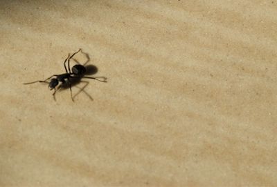 High angle view of spider on web