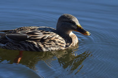 Duck swimming in lake